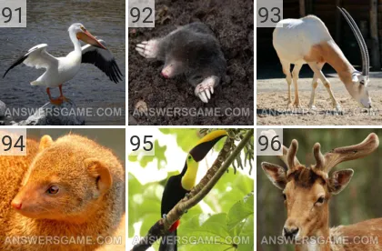Solution du jeu 101 image Animaux niveaux 91, 92, 93, 94, 95, 96