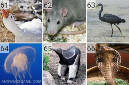 Solution du jeu 101 image Animaux niveaux 61, 62, 63, 64, 65, 66