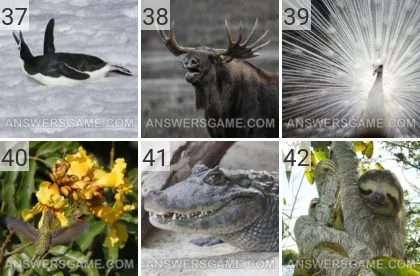 Solution du jeu 101 image Animaux niveaux 37, 38, 39, 40, 41, 42