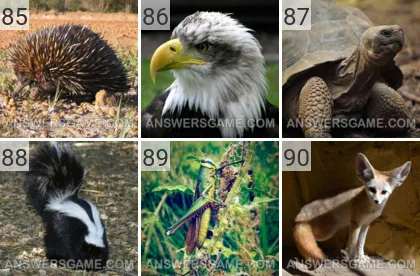 Solution du jeu 101 image Animaux niveaux 85, 86, 87, 88, 89, 90
