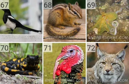Solution du jeu 101 image Animaux niveaux 67, 68, 69, 70, 71, 72