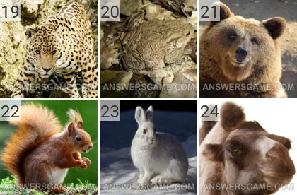 Solution du jeu 101 image Animaux niveaux 19, 20, 21, 22, 23, 24