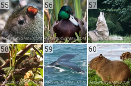 Solution du jeu 101 image Animaux niveaux 55, 56, 57, 58, 59, 60