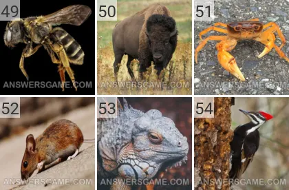 Solution du jeu 101 image Animaux niveaux 49, 50, 51, 52, 53, 54