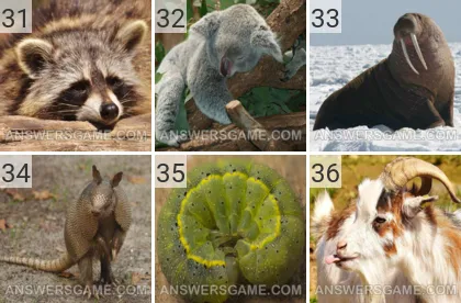 Solution du jeu 101 image Animaux niveaux 31, 32, 33, 34, 35, 36