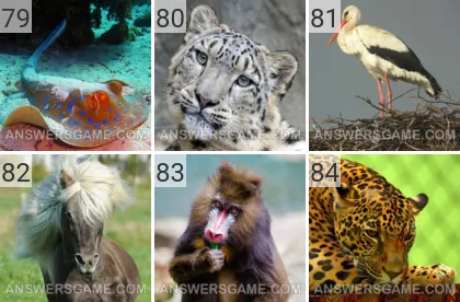 Solution du jeu 101 image Animaux niveaux 79, 80, 81, 82, 83, 84