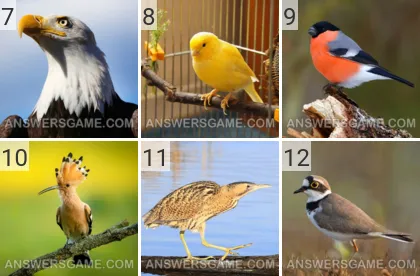 Solution du jeu 101 image Oiseaux niveaux 7, 8, 9, 10, 11, 12