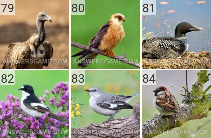 Solution du jeu 101 image Oiseaux niveaux 79, 80, 81, 82, 83, 84