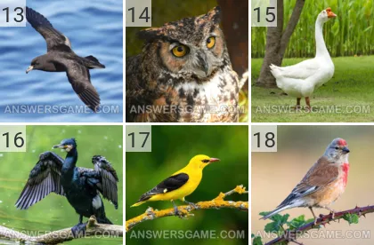 Solution du jeu 101 image Oiseaux niveaux 13, 14, 15, 16, 17, 18