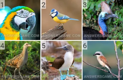 Solution du jeu 101 image Oiseaux niveaux 1, 2, 3, 4, 5, 6