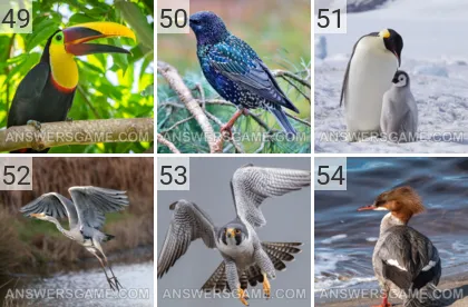 Solution du jeu 101 image Oiseaux niveaux 49, 50, 51, 52, 53, 54