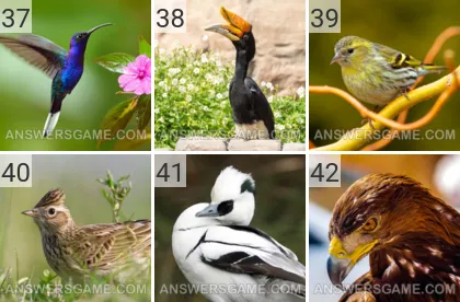 Solution du jeu 101 image Oiseaux niveaux 37, 38, 39, 40, 41, 42