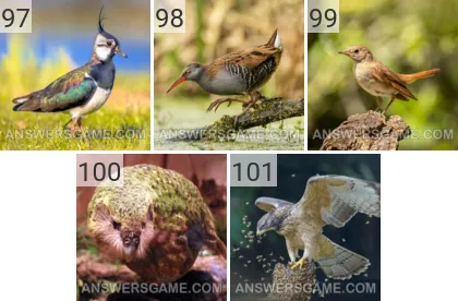 Solution du jeu 101 image Oiseaux niveaux 97, 98, 99, 100, 101