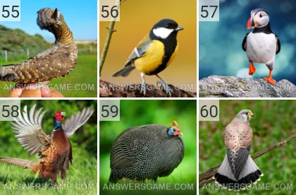 Solution du jeu 101 image Oiseaux niveaux 55, 56, 57, 58, 59, 60
