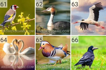 Solution du jeu 101 image Oiseaux niveaux 61, 62, 63, 64, 65, 66