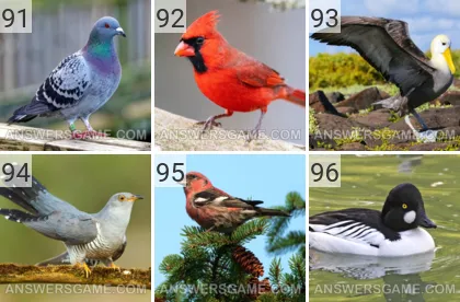 Solution du jeu 101 image Oiseaux niveaux 91, 92, 93, 94, 95, 96