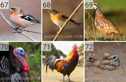 Solution du jeu 101 image Oiseaux niveaux 67, 68, 69, 70, 71, 72