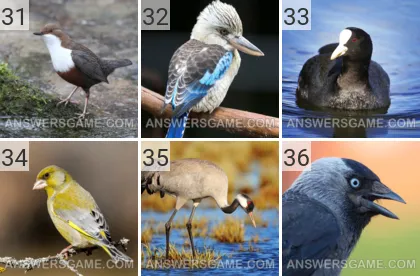 Solution du jeu 101 image Oiseaux niveaux 31, 32, 33, 34, 35, 36