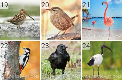 Solution du jeu 101 image Oiseaux niveaux 19, 20, 21, 22, 23, 24
