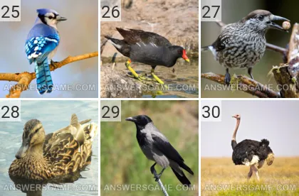 Solution du jeu 101 image Oiseaux niveaux 25, 26, 27, 28, 29, 30