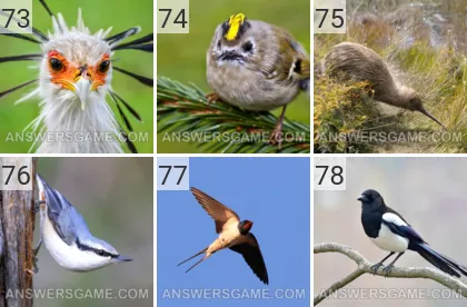 Solution du jeu 101 image Oiseaux niveaux 73, 74, 75, 76, 77, 78