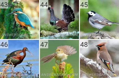Solution du jeu 101 image Oiseaux niveaux 43, 44, 45, 46, 47, 48