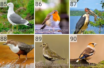 Solution du jeu 101 image Oiseaux niveaux 85, 86, 87, 88, 89, 90