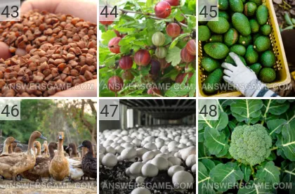 Solution du jeu 101 image Ferme niveaux 43, 44, 45, 46, 47, 48