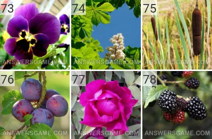 Lösung für das Spiel 101 Bild Pflanzen Levels 73, 74, 75, 76, 77, 78