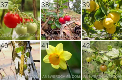 Lösung für das Spiel 101 Bild Pflanzen Levels 37, 38, 39, 40, 41, 42