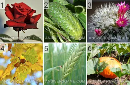 Lösung für das Spiel 101 Bild Pflanzen Levels 1, 2, 3, 4, 5, 6