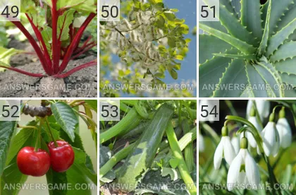 Lösung für das Spiel 101 Bild Pflanzen Levels 49, 50, 51, 52, 53, 54