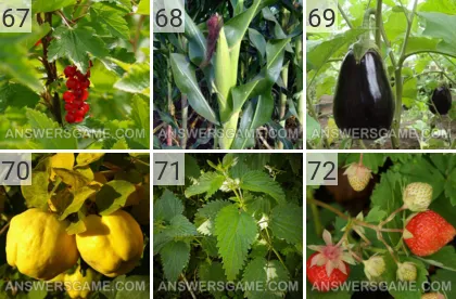 Lösung für das Spiel 101 Bild Pflanzen Levels 67, 68, 69, 70, 71, 72