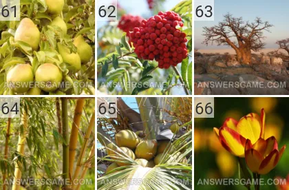 Lösung für das Spiel 101 Bild Pflanzen Levels 61, 62, 63, 64, 65, 66