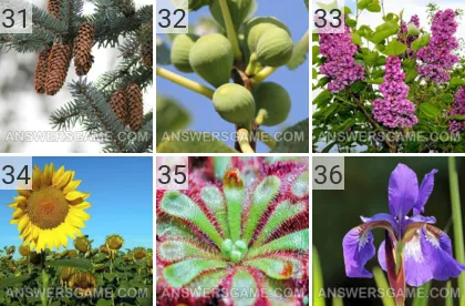 Lösung für das Spiel 101 Bild Pflanzen Levels 31, 32, 33, 34, 35, 36