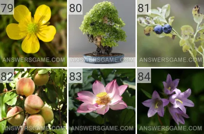 Lösung für das Spiel 101 Bild Pflanzen Levels 79, 80, 81, 82, 83, 84