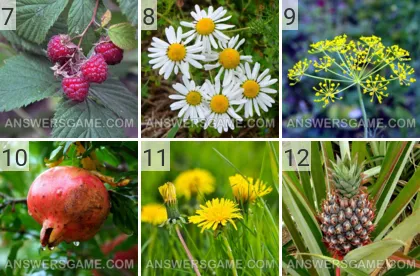 Lösung für das Spiel 101 Bild Pflanzen Levels 7, 8, 9, 10, 11, 12