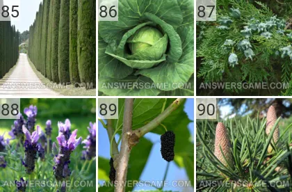 Lösung für das Spiel 101 Bild Pflanzen Levels 85, 86, 87, 88, 89, 90