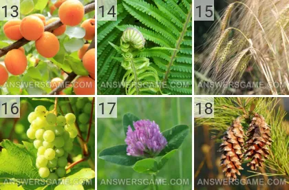 Lösung für das Spiel 101 Bild Pflanzen Levels 13, 14, 15, 16, 17, 18