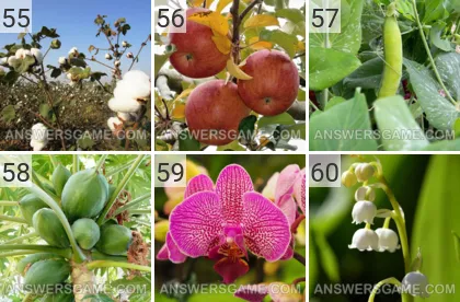 Lösung für das Spiel 101 Bild Pflanzen Levels 55, 56, 57, 58, 59, 60