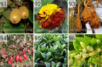 Lösung für das Spiel 101 Bild Pflanzen Levels 91, 92, 93, 94, 95, 96