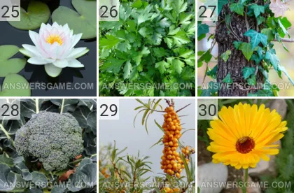 Lösung für das Spiel 101 Bild Pflanzen Levels 25, 26, 27, 28, 29, 30