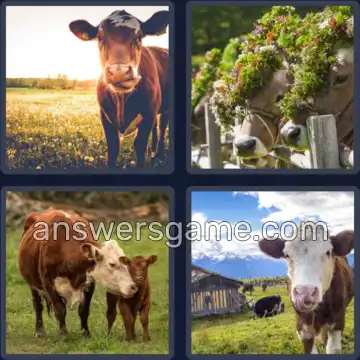 4 Bilder 1 Wort 3 Buchstaben KUH