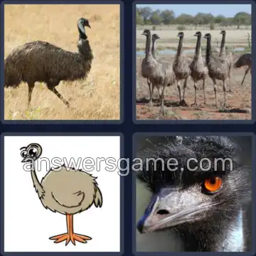 4 Bilder 1 Wort 3 Buchstaben EMU