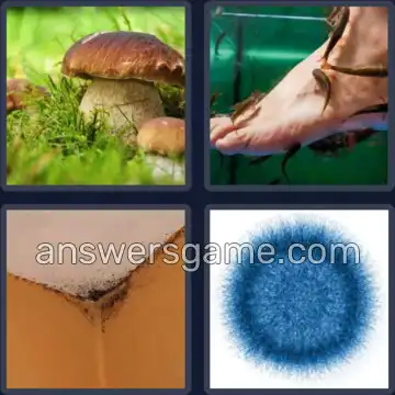 4 Bilder 1 Wort 4 Buchstaben PILZ