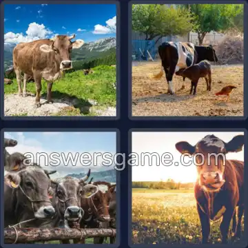 4 Bilder 1 Wort 4 Buchstaben RIND