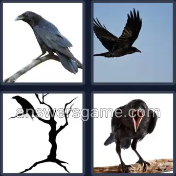 4 Bilder 1 Wort 4 Buchstaben RABE