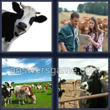 4 Bilder 1 Wort 4 Buchstaben VIEH