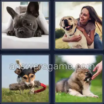 4 Bilder 1 Wort 4 Buchstaben HUND