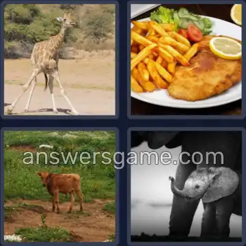 4 Bilder 1 Wort 4 Buchstaben KALB